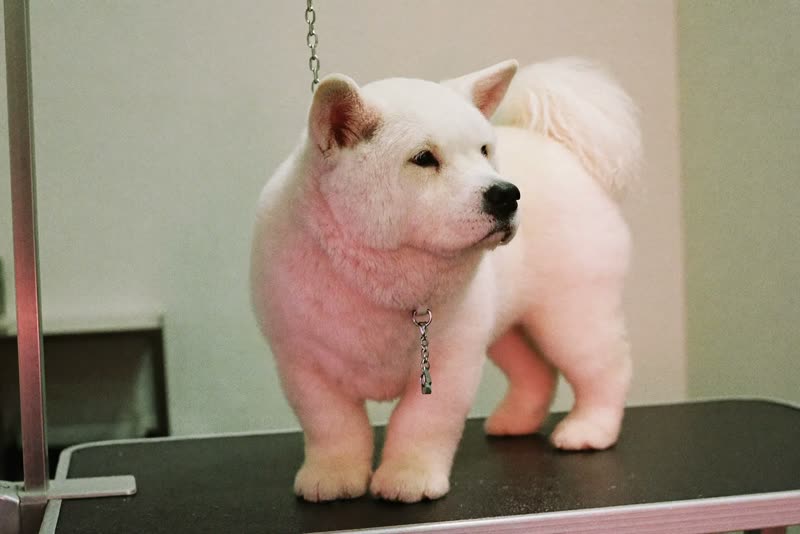 A dog standing calmly on a grooming table