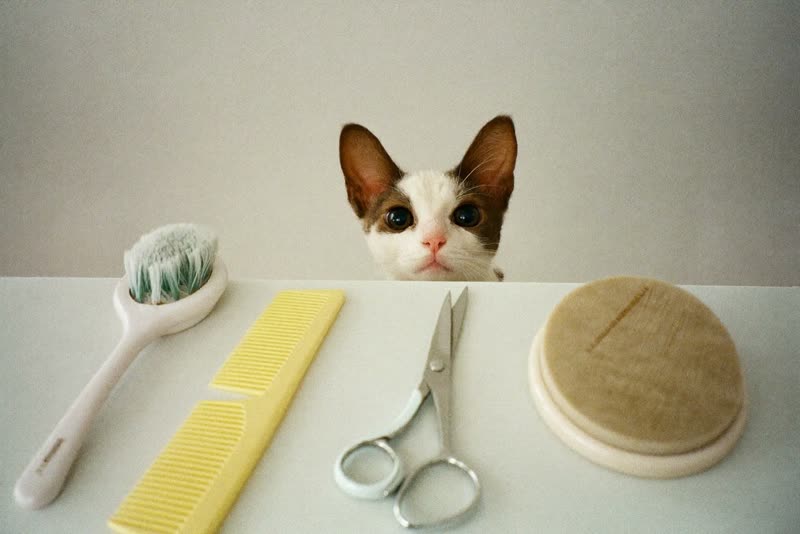 Grooming brushes, combs and scissors laid out on a worktop