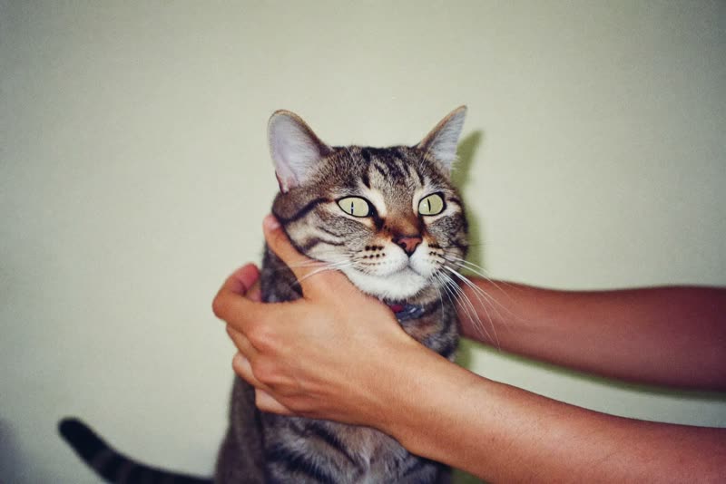 A cat being gently brushed