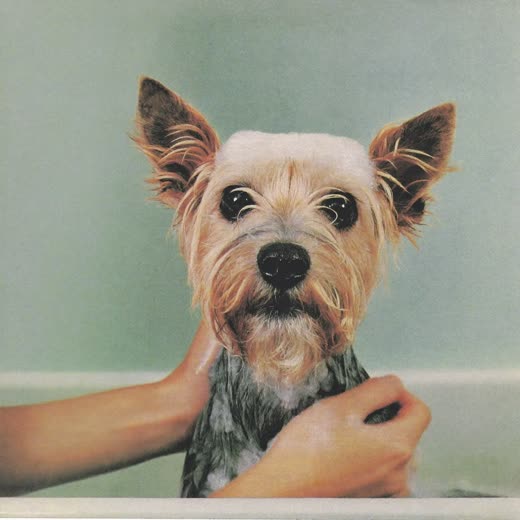 A small dog being bathed and shampooed