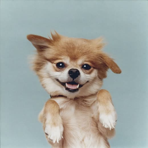 A dog's coat lifting under a grooming dryer