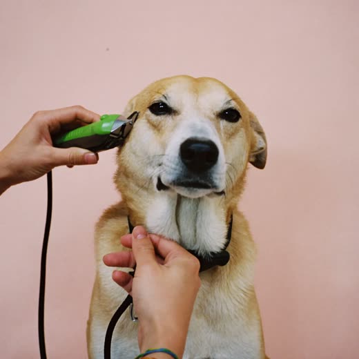 A dog having its coat clipped