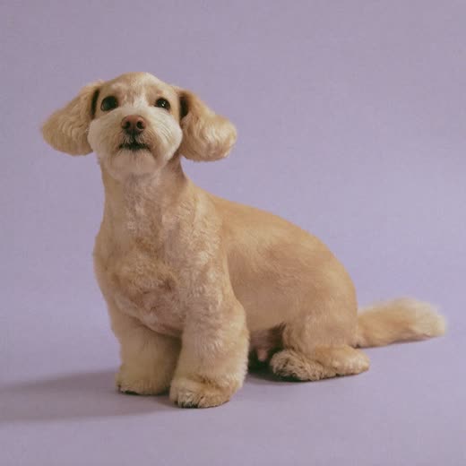 A freshly groomed small dog after its trim